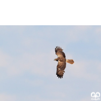 گونه سنقر تالابی شرقی Eastern Marsh Harrier